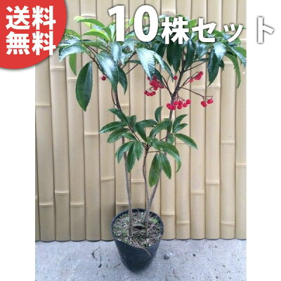 マンリョウ 万両の木は花と実が美しい 千両との違い 育て方も解説します マンリョウ 万両の木は花と実が美しい 千両との違い 育て方も解説します