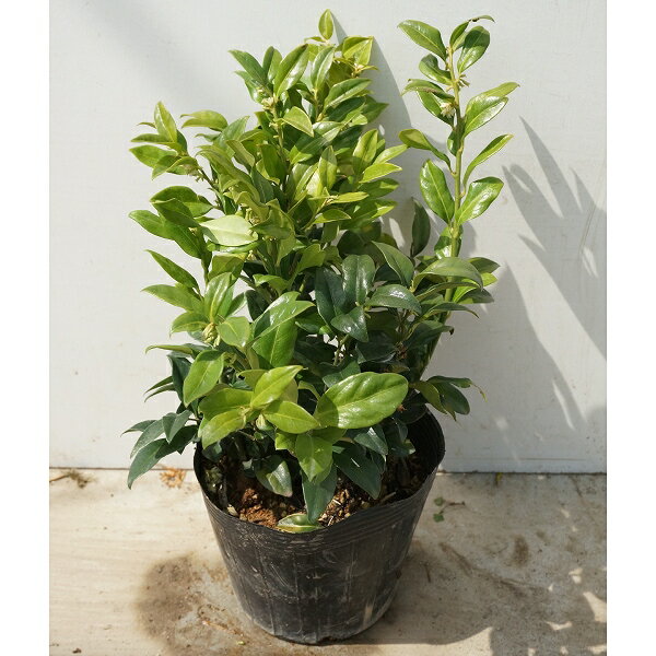 ���륳���å� ����0.3m���� 15cm�ݥå� �� �ݥå����� ���� �� ���� ���� ������ ���𡦥����ɥ��С� 1�ܡʤ����ʥ��å����䤢��ޤ���