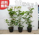 ■送料無料■【10本セット】 シキザキモクセイ 樹高0.4m前後 15cmポット 四季咲きモクセイ 春・秋で花を楽しめる 優しい香りが特徴 苗木 苗 植木 庭木...