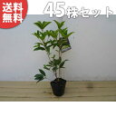 ■送料無料■【45本セット】 シキザキモクセイ 樹高0.25m前後 10.5cmポット 四季咲きモクセイ 春・秋で花を楽しめる 優しい香りが特徴 苗木 苗 植木...