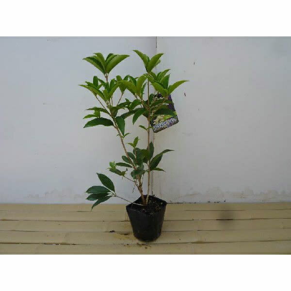 ���������⥯���� ����0.25m���� 10.5cm�ݥå� �͵��餭�⥯���� �ա����ǲ֤�ڤ���� ͥ������꤬��ħ ���� �� ���� ���� ������ ����ܥ�ĥ꡼...