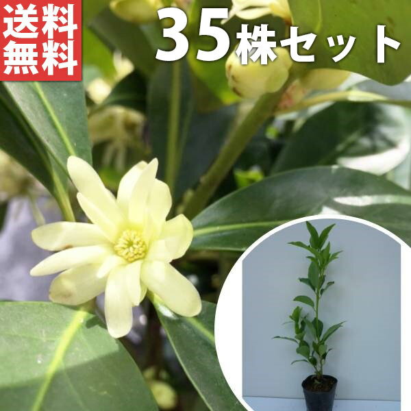 ■送料無料■【35本セット】 シキミ 樹高0.5m前後 10.5cmポット 苗木 苗 しきみ 樒 櫁 植木 庭木 生け垣 花を楽しむ木 春に花を咲かせる植木特集 目隠し・生垣 1