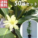 ■送料無料■【50本セット】 シキミ 樹高0.5m前後 10.5cmポット 苗木 苗 しきみ 樒 櫁 植木 庭木 生け垣 花を楽しむ木 春に花を咲かせる植木特集 目隠し 生垣