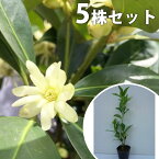 【5本セット】 シキミ 樹高0.5m前後 10.5cmポット 苗木 苗 しきみ 樒 櫁 植木 庭木 生け垣 花を楽しむ木 春に花を咲かせる植木特集 目隠し・生垣