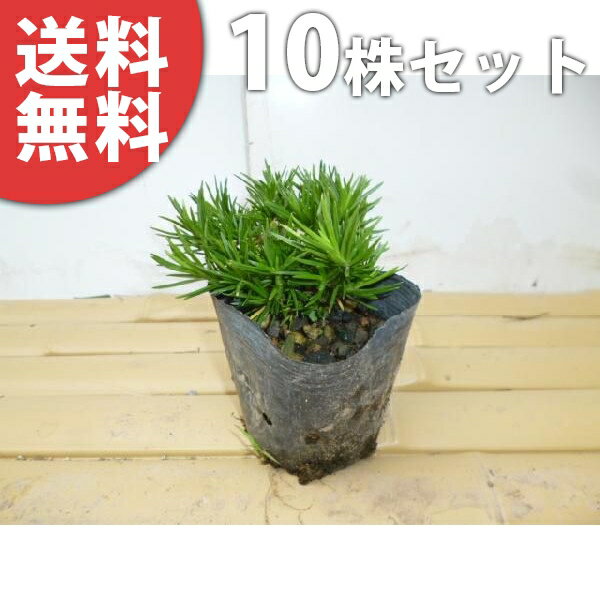 ������̵������10�ݥåȥ��åȡ� ���Х����� 9cm�ݥå� �Ǻ� ���� �� ���� ���� ������ ���𡦥����ɥ��С�