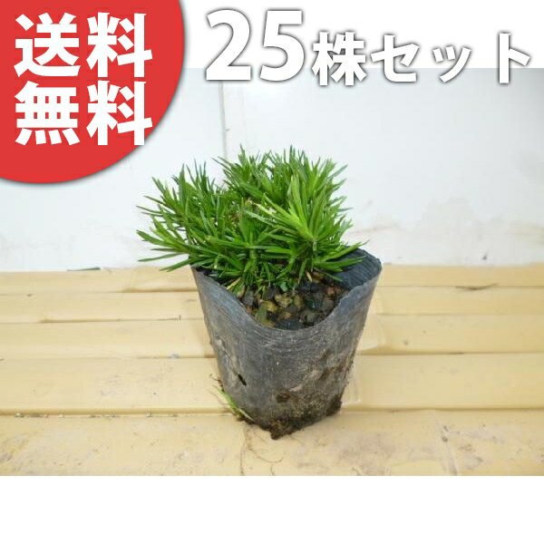 ������̵������25�ݥåȥ��åȡ� ���Х����� 9cm�ݥå� �Ǻ� ���� �� ���� ���� ������ ���𡦥����ɥ��С�