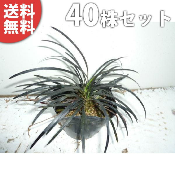 ������̵������40�ݥåȥ��åȡ� ������奦 9cm�ݥå� ��ζ�ʹ�ε�� ���äݤ��տ��򤷤������ɥ��С� ���� �� ���� ���� ������ ���𡦥����ɥ��С�