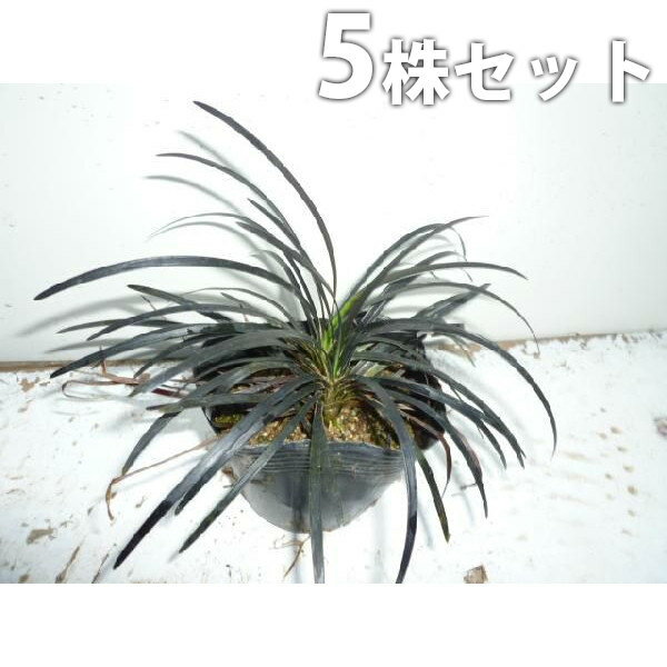 ������̵������5�ݥåȥ��åȡ� ������奦 9cm�ݥå� ��ζ�ʹ�ε�� ���äݤ��տ��򤷤������ɥ��С� ���� �� ���� ���� ������ ���𡦥����ɥ��С�