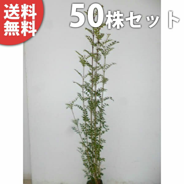 ■送料無料■【50本セット】 シマトネリコ 樹高0.3m前後 10.5cmポット 株立ち 苗木 苗 植木 庭木 生け垣 シンボルツリー 常緑樹