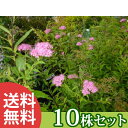 ■送料無料■【10本セット】 シモツケ 樹高0.3m前後 15cmポット 苗木 苗 植木 庭木 生け垣 花を楽しむ木 夏に花を咲かせる植木特集