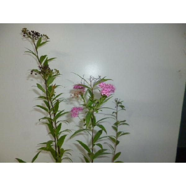 シモツケ 樹高0.3m前後 15cmポット 苗木 苗 植木 庭木 生け垣 花を楽しむ木 夏に花...