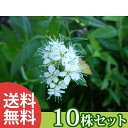 ■送料無料■【10本セット】 シモツケ・ゴールドフレーム 樹高0.15m前後 12cmポット 苗木 苗 植木 庭木 生け垣 花を楽しむ木 夏に花を咲かせる植木特...