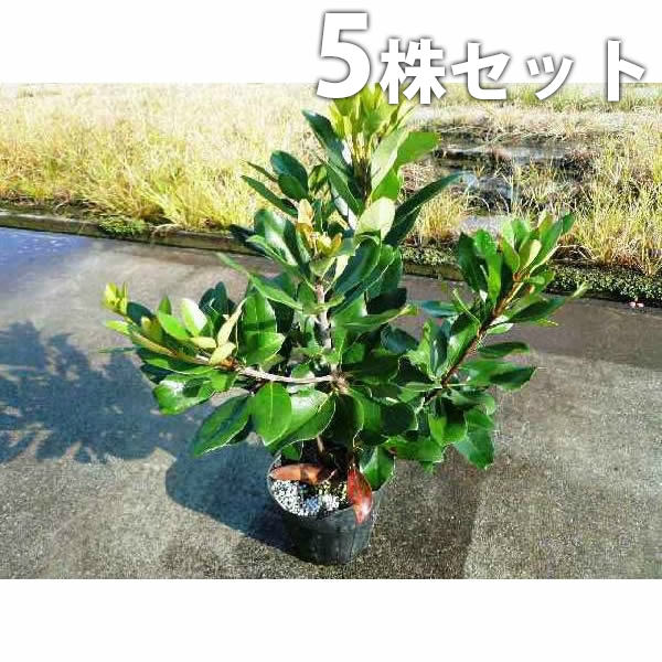Ume - ■送料無料■【5本セット】 シャリンバイ 樹高0.4m前後 15cmポット 車輪梅 しゃりんばい 低い生垣 苗木 苗 植木 庭木 生け垣 中木・低木