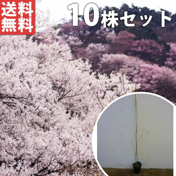 ■送料無料■【10本セット】 ヤマザクラ 樹高0.8m前後 