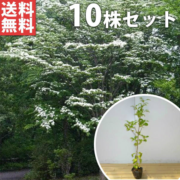 ■送料無料■【10本セット】 ヤマボウシ 樹高1.0m前後 10.5cmポット やまぼうし 苗木 苗 植木 庭木 生け垣 花を楽しむ木 春に花を咲かせる植木特集 1