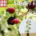 ■送料無料■【50本セット】 ジューンベリー 樹高0.4m前後 10.5cmポット 春に白い花が咲き、6月ごろ実がなります。 苗木 苗 植木 庭木 生け垣 シン...