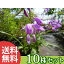 ■送料無料■【10ポットセット】 シラン 10.5cmポット 3月〜5月にかけて、紫色の花を咲かせる 宿根草(冬場は地上部がありません) 苗木 苗 植木 庭木 生け垣 花を楽しむ木 春に花を咲かせる植木特集 7,580円