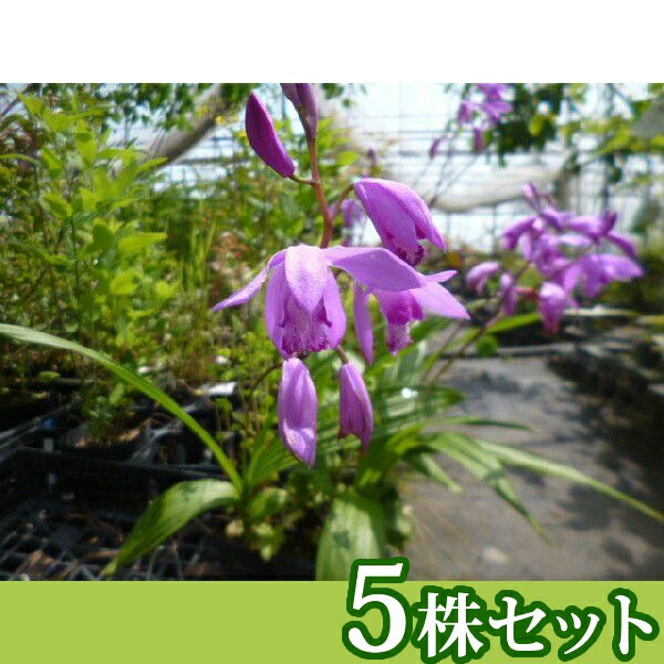Other - ■送料無料■【5ポットセット】 シラン 10.5cmポット 3月〜5月にかけて、紫色の花を咲かせる 宿根草（冬場は地上部がありません） 苗木 苗 植木 庭木 生け垣 花を楽しむ木 春に花を咲かせる植木特集