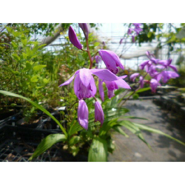 Other - シラン 10.5cmポット 3月〜5月にかけて、紫色の花を咲かせる 宿根草（冬場は地上部がありません） 苗木 苗 植木 庭木 生け垣 花を楽しむ木 春に花を咲かせる植木特集 1本（お得なセット販売あります）