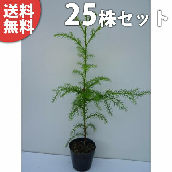 ■送料無料■【25本セット】 スギ 樹高0.3m前後 10.5cmポット 杉 ノキ すぎ スギノキ 苗木 苗 植木 庭木 生け垣 シンボルツリー 常緑樹