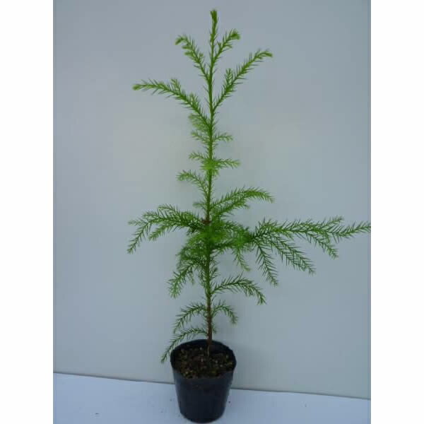 ���� ����0.3m���� 10.5cm�ݥå� �� �Υ� ���� �����Υ� ���� �� ���� ���� ������ ����ܥ�ĥ꡼ ���м� 1�ܡʤ����ʥ��å����䤢��ޤ���