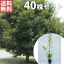 ■送料無料■【40本セット】 スダジイ 樹高0.5m前後 10.5cmポット (シイノキ) 苗木 苗 植木 庭木 生け垣 シンボルツリー 常緑樹