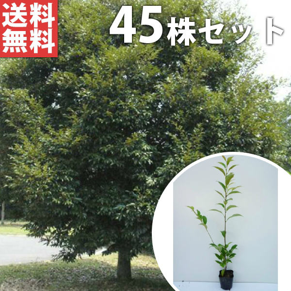 ■送料無料■【45本セット】 スダジイ 樹高0.5m前後 10.5cmポット （シイノキ） 苗木 苗 植木 庭木 生け..