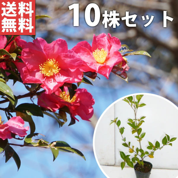 ■送料無料■【10本セット】 サザンカ 樹高0.5m前後 10.5cmポット 山茶花 さざんか タチカン赤花（生垣樹木） 苗木 苗 植木 庭木 生け垣 花を楽しむ木 秋・冬に花を咲かせる植木特集 目隠し・生垣