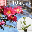 ■送料無料■【10本セット】 サザンカ 樹高0.5m前後 10.5cmポット 山茶花 さざんか タチカン赤花（生垣樹木） 苗木 苗 植木 庭木 生け垣 花を楽しむ木 秋 冬に花を咲かせる植木特集 目隠し 生垣