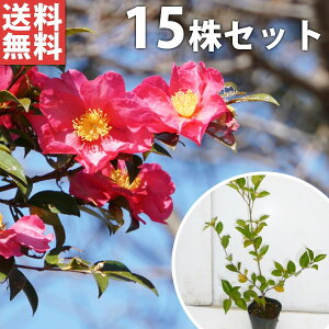 ■送料無料■【15本セット】 サザンカ 樹高0.5m前後 10.5cmポット 山茶花 さざんか タチカン赤花(生垣樹木) 苗木 苗 植木 庭木 生け垣 花を楽しむ木 秋・冬に花を咲かせる植木特集 生垣 目隠し
