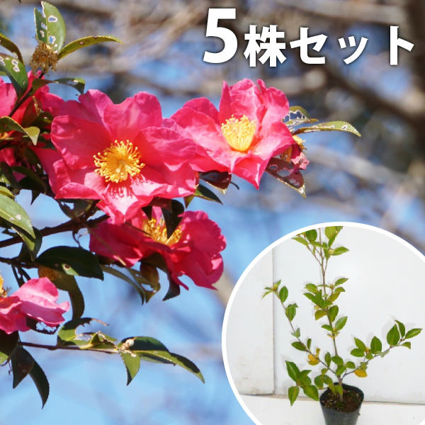 【5本セット】 サザンカ 樹高0.5m前後 10.5cmポット 山茶花 さざんか タチカン赤花（生垣樹木） 苗木 苗 植木 庭木 生け垣 花を楽しむ木 秋・冬に花を咲かせる植木特集 目隠し・生垣