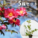 【5本セット】 サザンカ 樹高0.5m前後 10.5cmポット 山茶花 さざんか タチカン赤花（生垣樹木） 苗木 苗 植木 庭木 生け垣 花を楽しむ木 秋 冬に花を咲かせる植木特集 目隠し 生垣