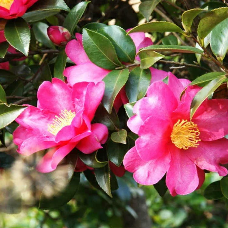 山茶花 サザンカ の色別花言葉と由来 誕生花 花言葉辞典 暮らし の