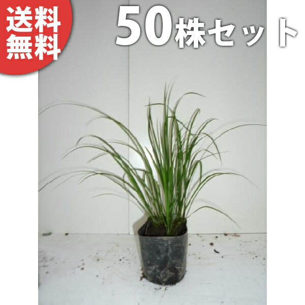 ■送料無料■【50ポットセット】 セキショウ 10.5cmポット せきしょう 苗木 苗 植木 庭木 生け垣 下草・グランドカバー 1