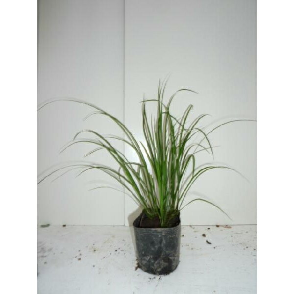 �������祦 10.5cm�ݥå� �������礦 ���� �� ���� ���� ������ ���𡦥����ɥ��С� 1�ܡʤ����ʥ��å����䤢��ޤ���