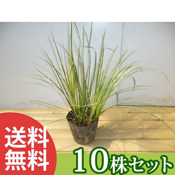 ■送料無料■ 斑入りセキショウ 10.5cmポット セキショウ 斑入り 苗木 苗 植木 庭木 生け垣 下草・グランドカバー