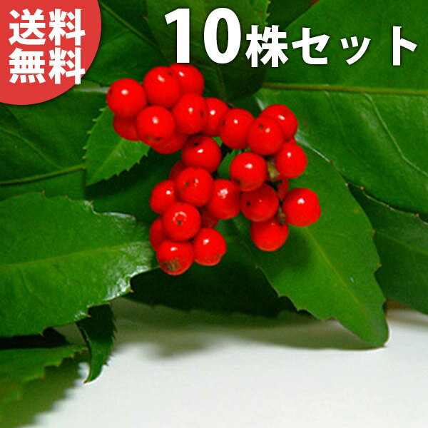 ������̵������10�ܥ��åȡ� �����祦 ����0.2m���� 9cm�ݥå� ���ּ¡� ��ξ �����礦 �� ���� ���� ���� ������ ���ڡ�����