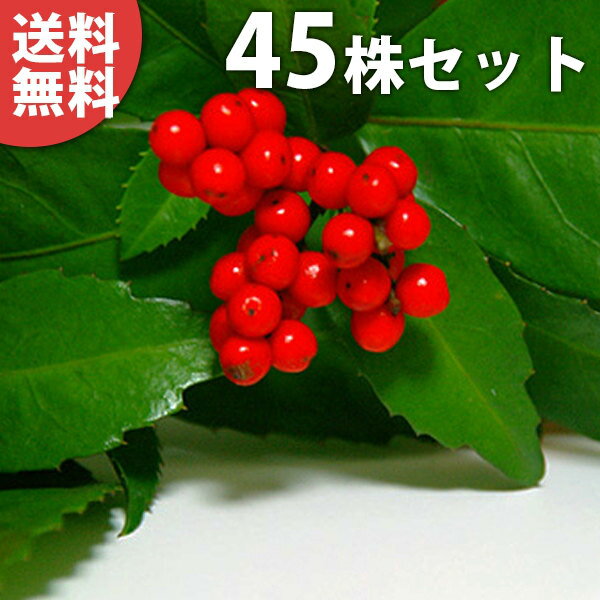 ������̵������45�ܥ��åȡ� �����祦 ����0.2m���� 9cm�ݥå� ���ּ¡� ��ξ �����礦 �� ���� ���� ���� ������ ���ڡ�����