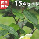 ■送料無料■ チャノキ 樹高0.2m前後 10.5cmポット お茶の木 （ヤブキタ） やぶきた 茶の木 ちゃのき 苗木 苗 植木 庭木 生け垣 目隠し・生垣