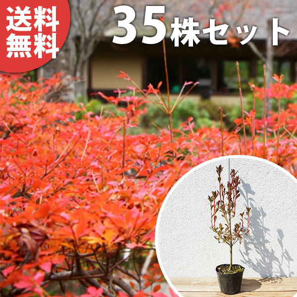 ■送料無料■【35本セット】 ドウダンツツジ 樹高0.3m前後 10.5cmポット 苗 どうだんつつじ ポット苗生垣用 苗木 植木 庭木 生け垣 シンボルツリー 落葉樹