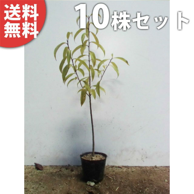 ■送料無料■ ナナミノキ 樹高0.3m前後 10.5cmポット 七実の木 ななみのき 苗木 苗 植木 庭木 生け垣 シンボルツリー 常緑樹