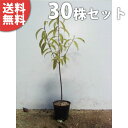 ■送料無料■【30本セット】 ナナミノキ 樹高0.3m前後 10.5cmポット 七実の木 ななみのき 苗木 苗 植木 庭木 生け垣 シンボルツリー 常緑樹