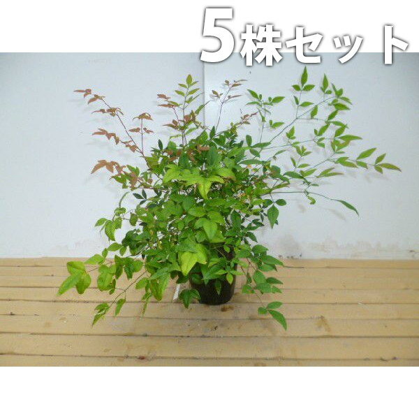 ■送料無料■【5本セット】 ナンテン 樹高0.2m前後 10.5cmポット 南天 なんてん 赤実縁起 ...
