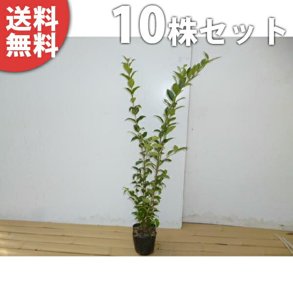 ■送料無料■ ネズミモチ 樹高0.5m前後 10.5cmポット ねずみもち 苗木 苗 植木 庭木 生け垣 目隠し・生垣