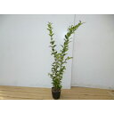 ネズミモチ 樹高0.5m前後 10.5cmポット ねずみもち 苗木 苗 植木 庭木 生け垣 生垣 目隠し 1本(お得なセット販売あります)