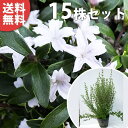 ■送料無料■【15本セット】 ハクチョウゲ 樹高0.4m前後 15cmポット (白丁花) 苗木 苗 植木 庭木 生け垣 花を楽しむ木 初夏に花を咲かせる植木特集