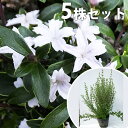 ■送料無料■【5本セット】 ハクチョウゲ 樹高0.4m前後 15cmポット (白丁花) 苗木 苗 植木 庭木 生け垣 花を楽しむ木 初夏に花を咲かせる植木特集