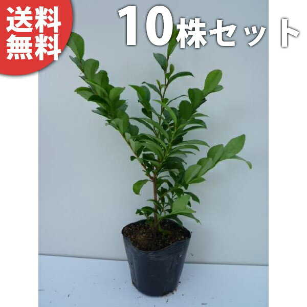 ■送料無料■【10本セット】 ヒサカキ 樹高0.25m前後 10.5cmポット ひさかき 苗木 苗 植木 庭木 生け垣 目隠し・生垣