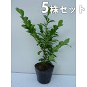  ヒサカキ 樹高0.25m前後 10.5cmポット ひさかき 苗木 苗 植木 庭木 生け垣 目隠し・生垣