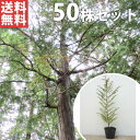■送料無料■【50本セット】 ヒノキ 樹高0.5m前後 10.5cmポット ひのき 苗木 苗 植木 庭木 生け垣 シンボルツリー 常緑樹